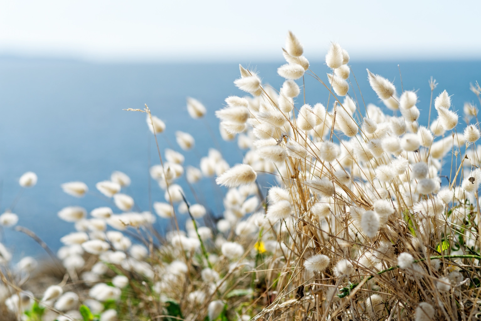 Flore bretonne