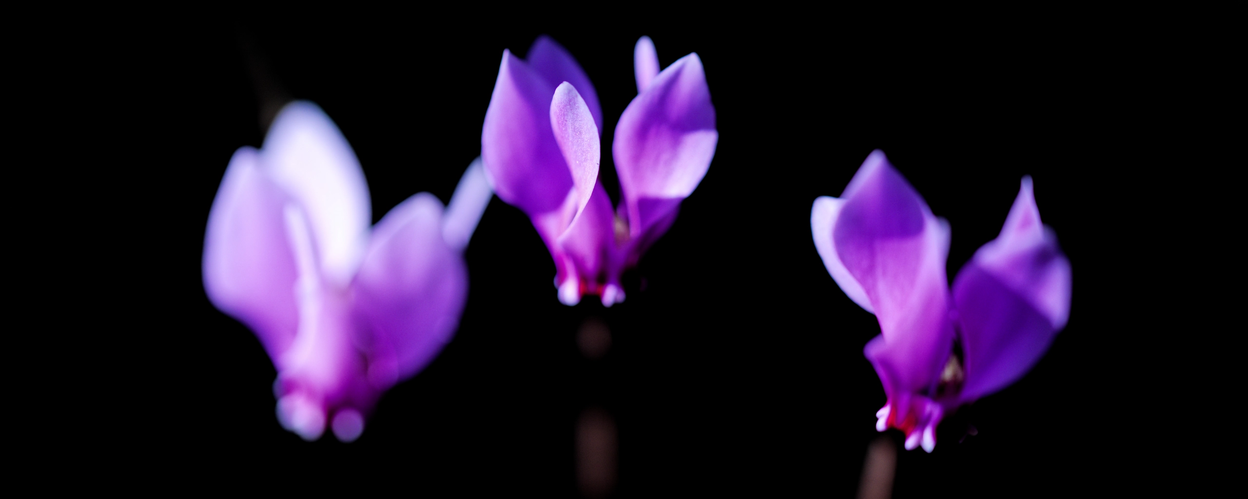 Cyclamen