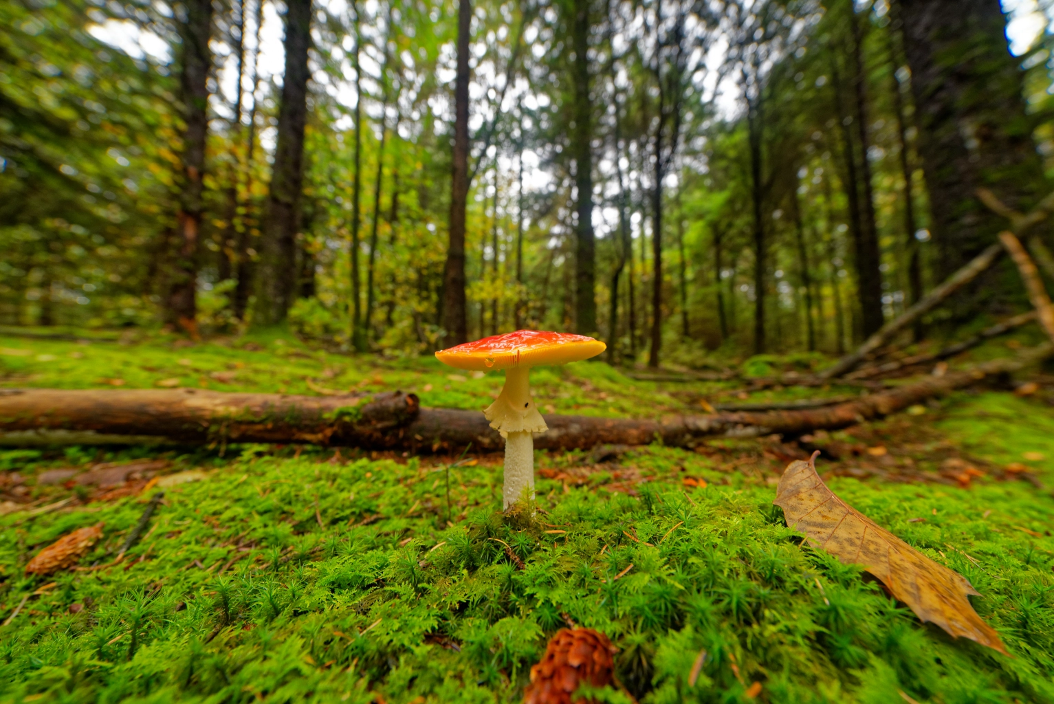 Champignon en forêt