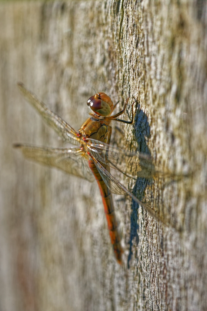 Odonata