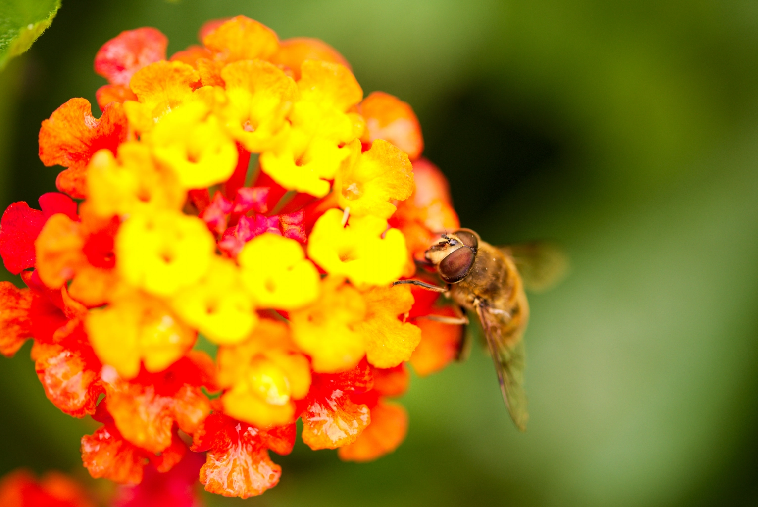 Abeille qui butine