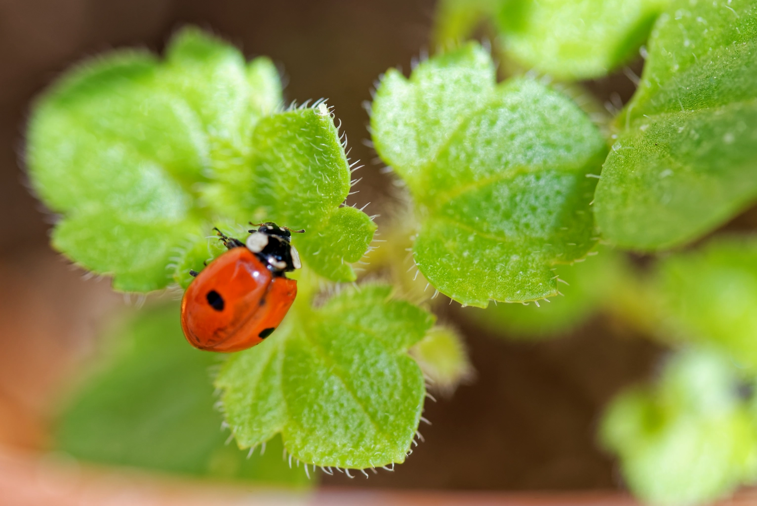 Coccinelle