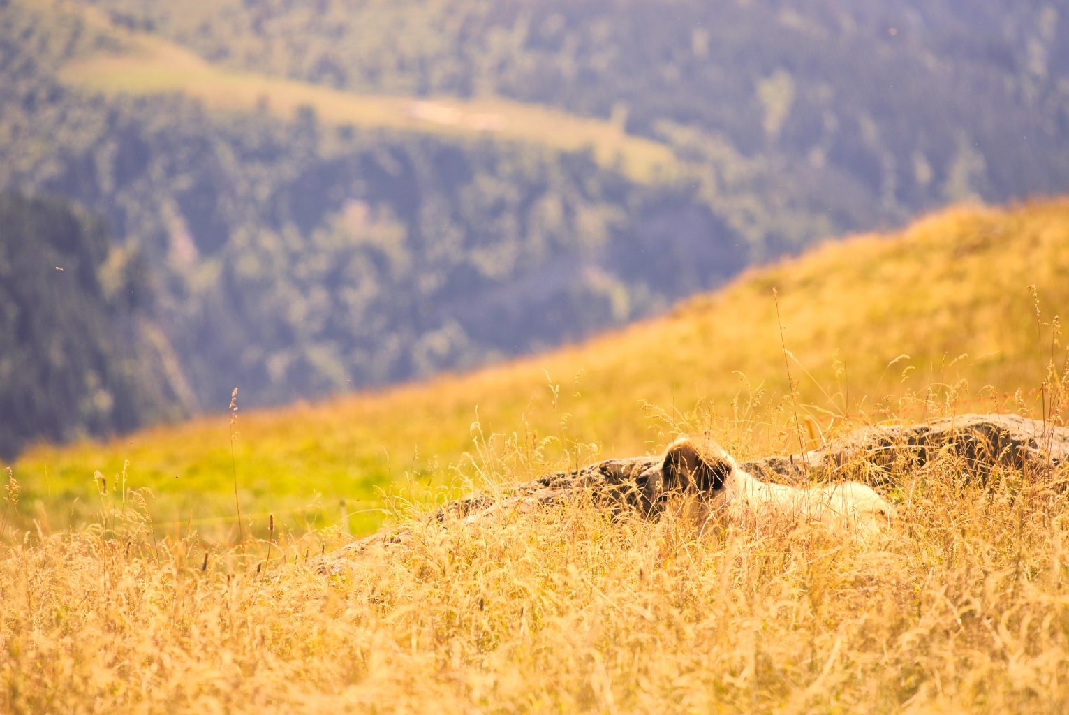 Chien de montagne