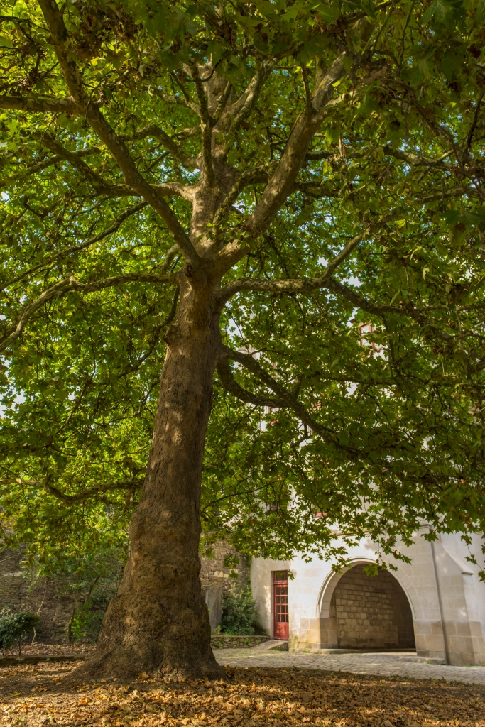 Arbre à Nantes