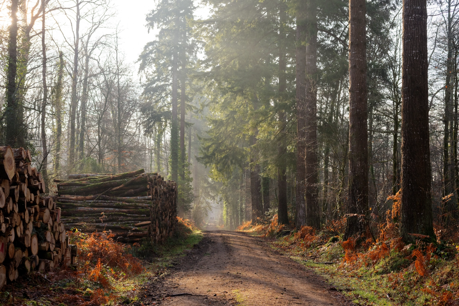 Forêt de Toulfoen