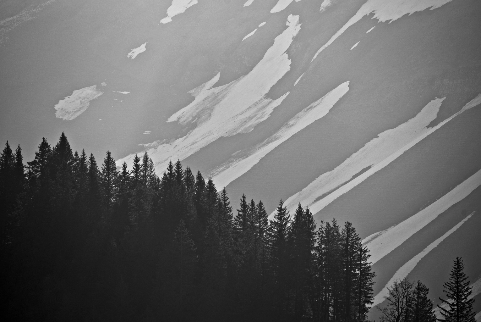 Arbres en montagne