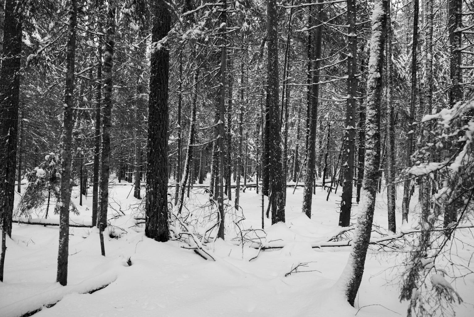 Parc national de Nuuksio