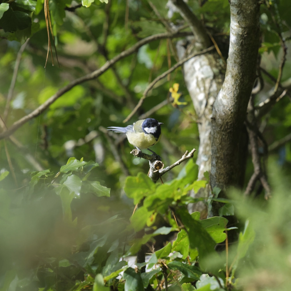 Mésange bleue