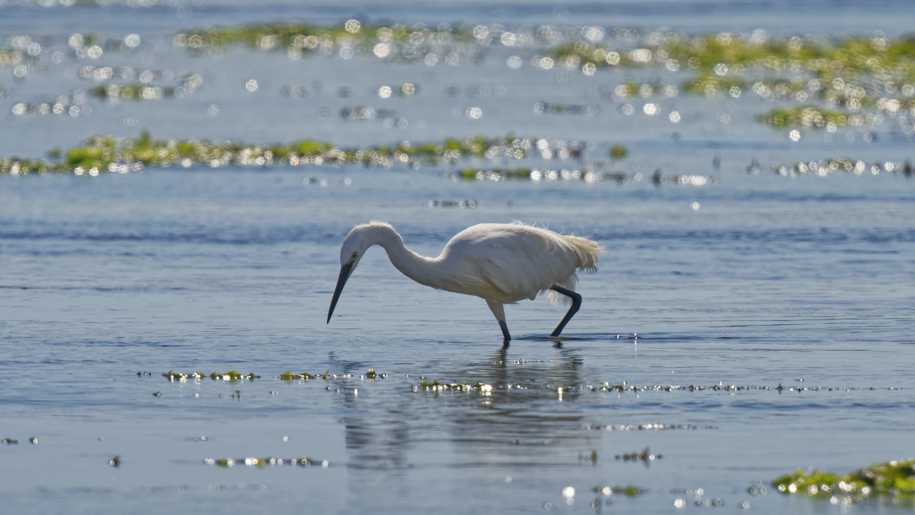 Aigrette