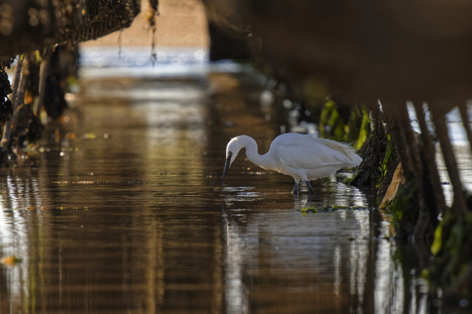 Aigrette