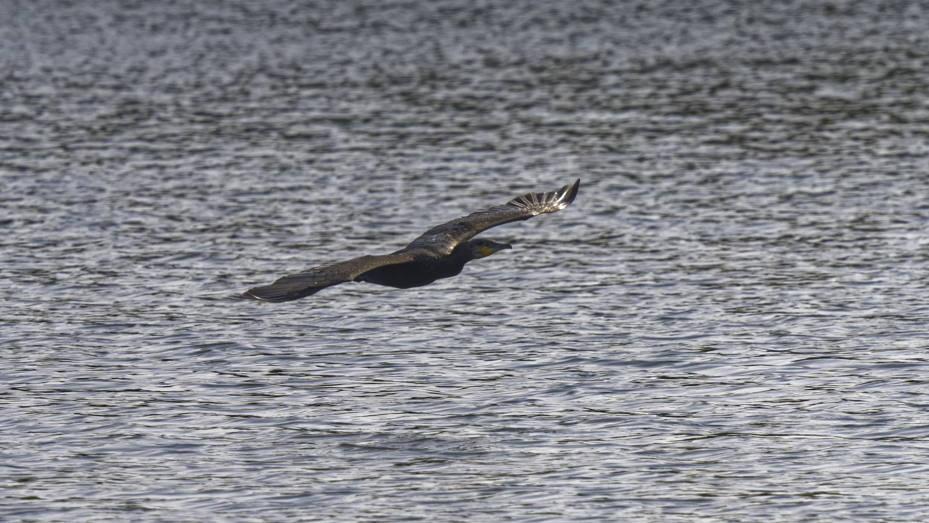 Cormoran en vol