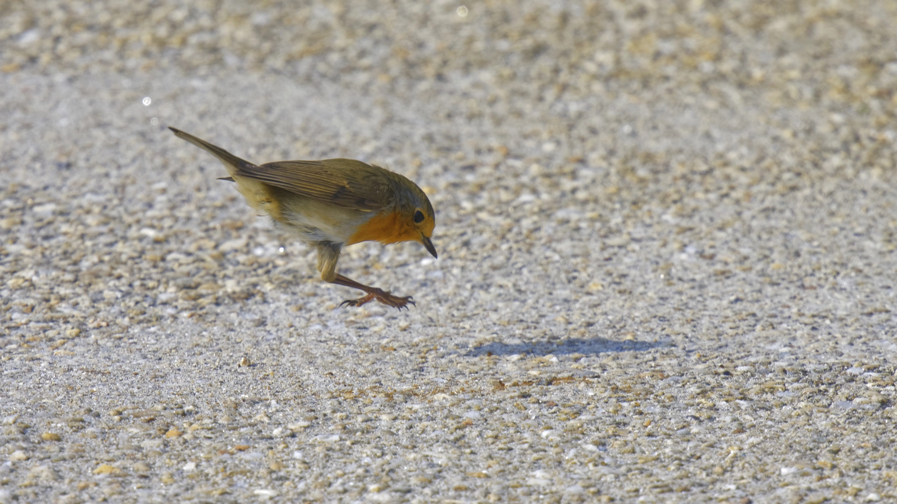 Rouge gorge