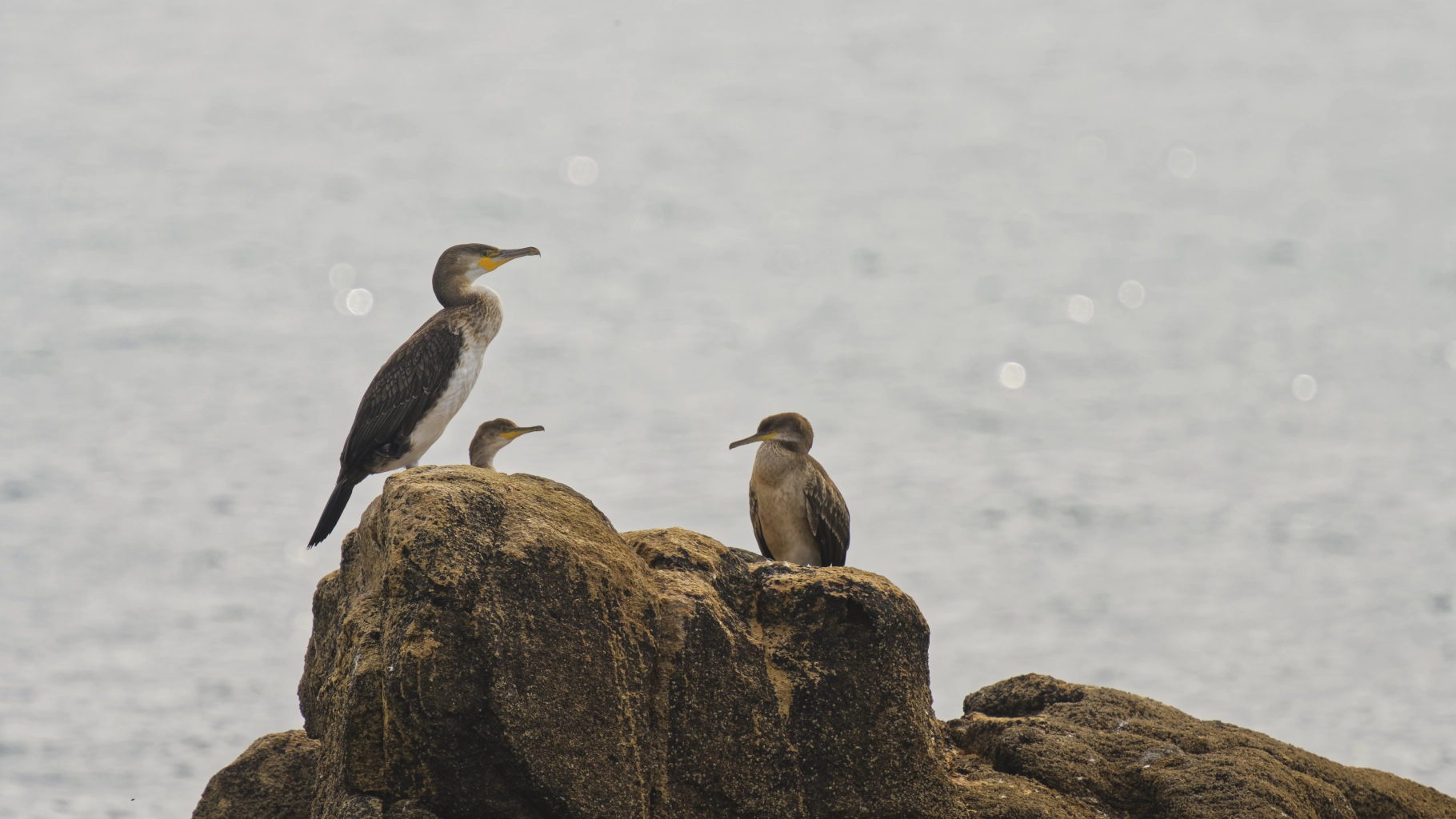 Cormorans