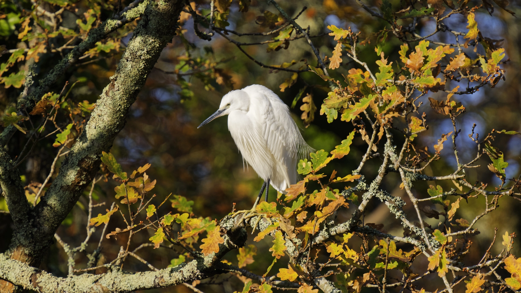 Aigrette