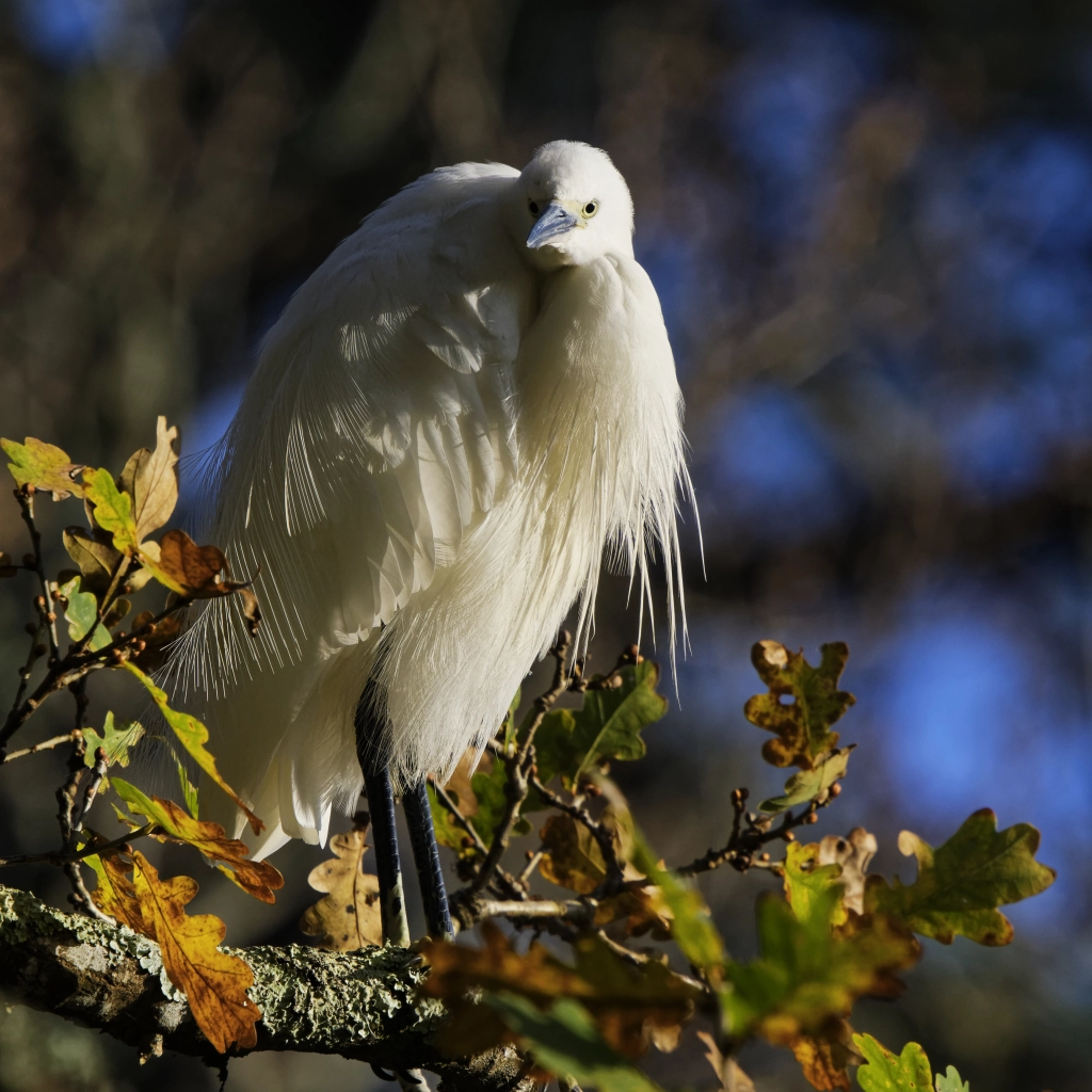 Aigrette