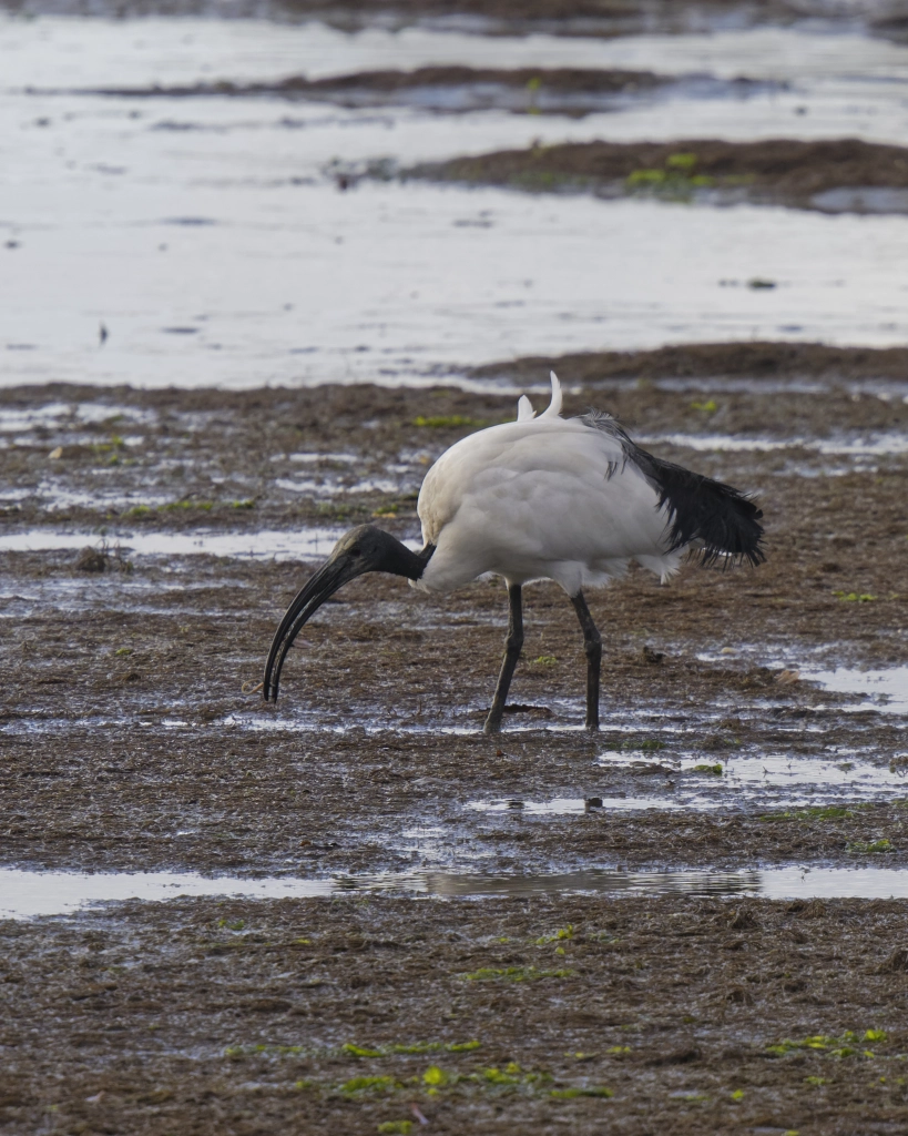 Ibis