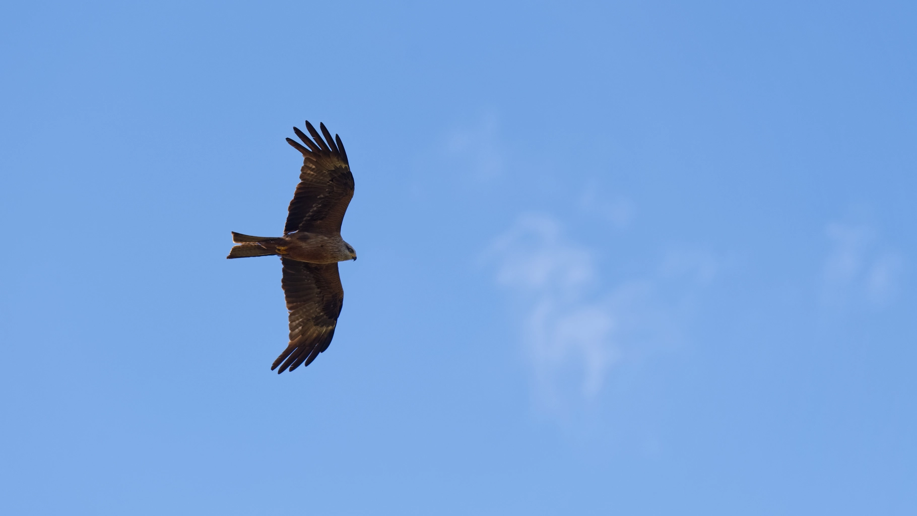 Rapace