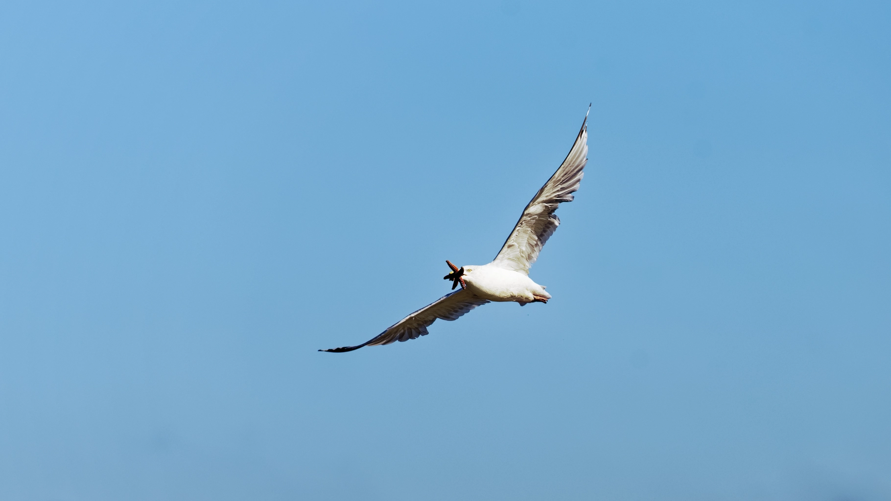 Goeland et étoile de mer