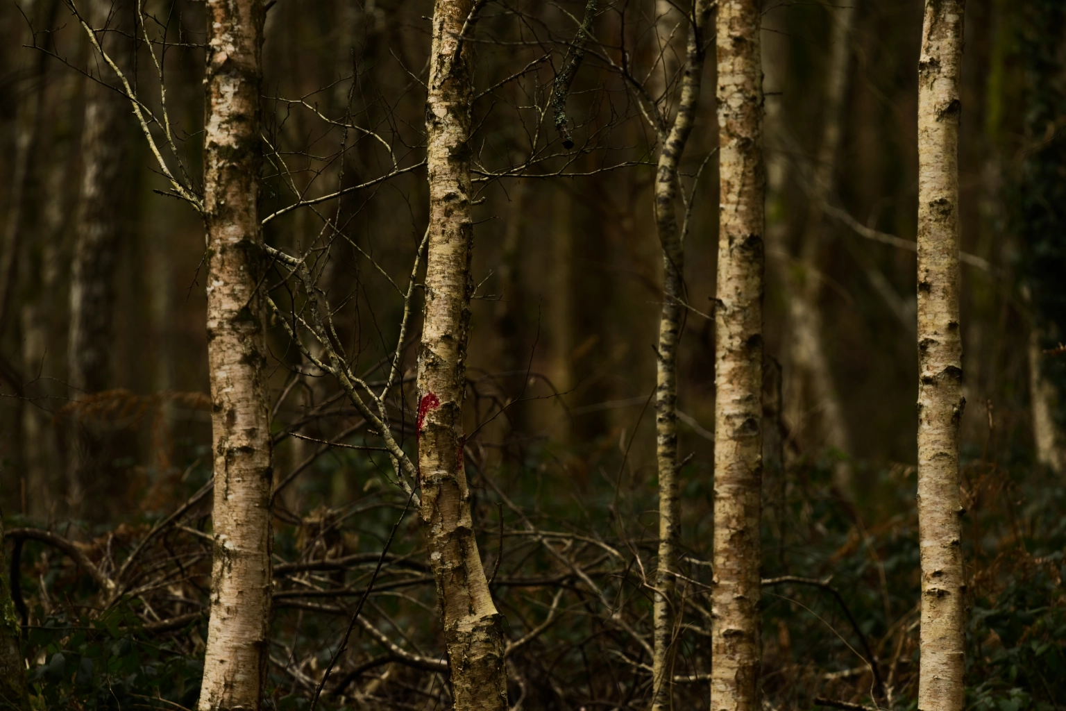 Forêt de Toulfoën