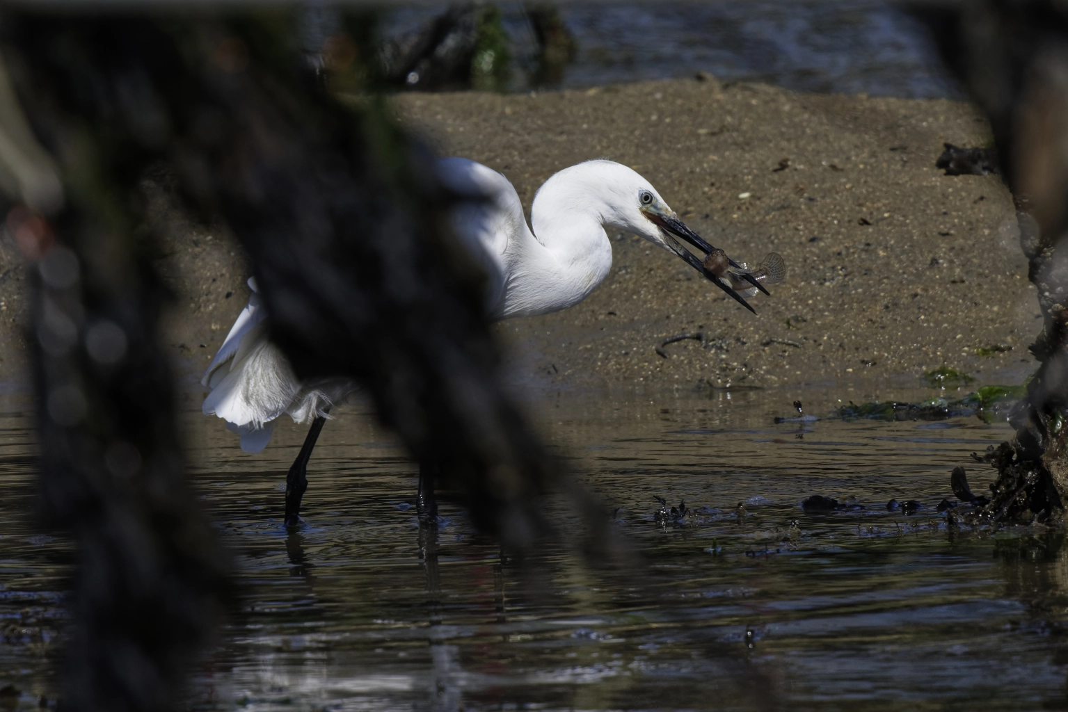 Aigrette et son repas