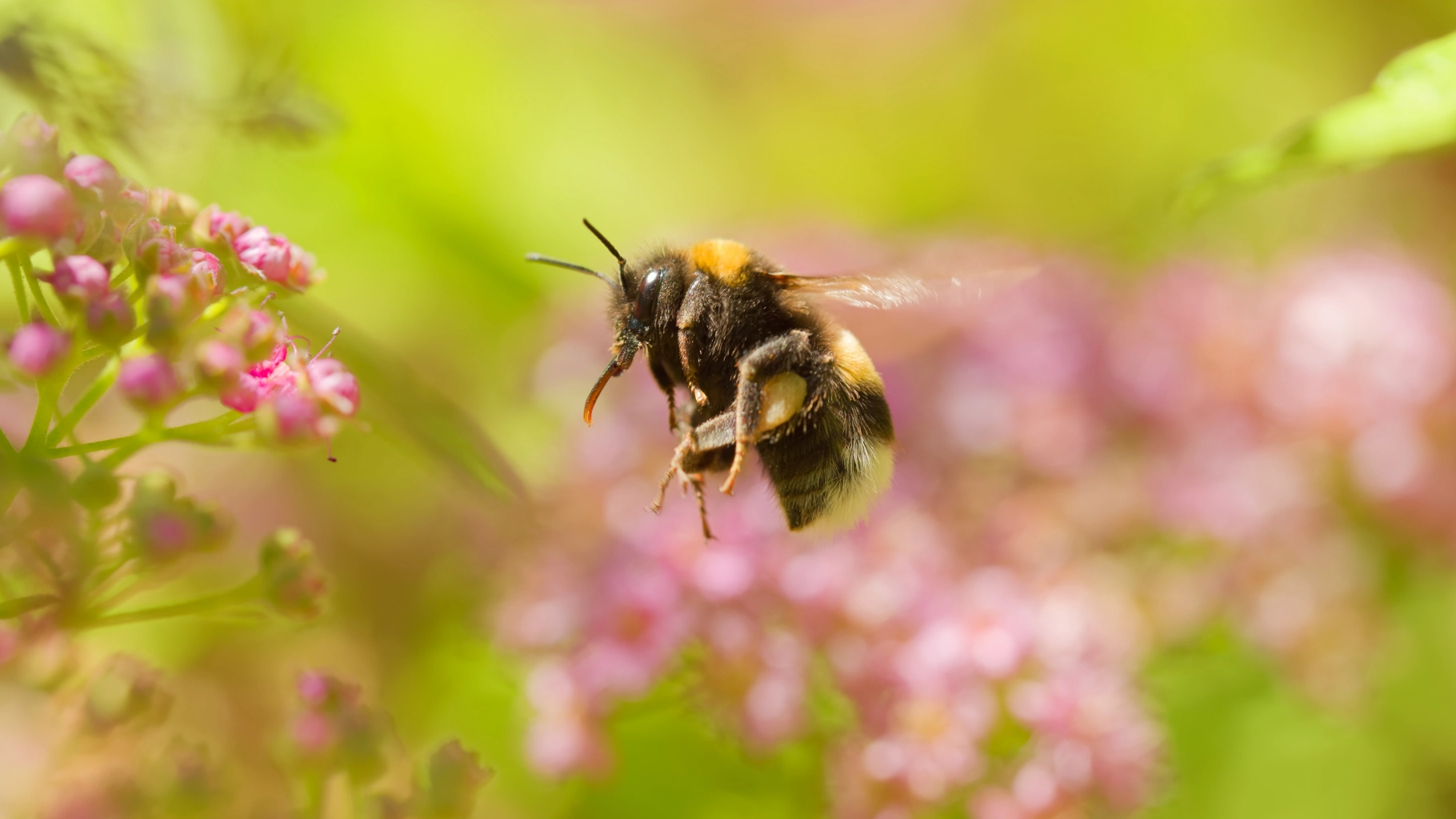 Abeille en vol